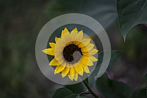 Yellow sunflower flower