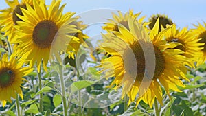 Yellow sunflower flower bloomed on a farm field.