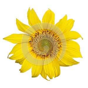 Yellow Sunflower Flower. Closeup Isolated on White Background