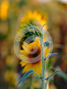 Yellow sunflower flower on the field