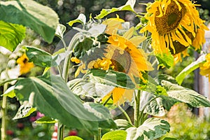 Yellow sunflower flowers in summer garden. Growing crops on farm for oil extraction