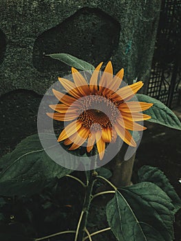A Yellow Sunflower In Full Bloom