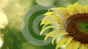 Yellow Sunflower With Glistening Sunlit Background Footage