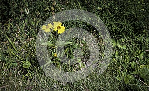 Yellow Sunflower and Green Grass