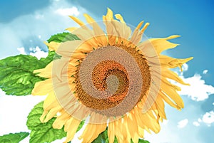 Yellow sunflower growing in summer field by blue sky background