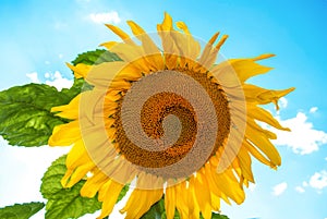 Yellow sunflower growing in summer field by blue sky background