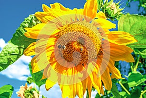 Yellow sunflower growing in summer field with pollen honey bee and bumblebee by blue sky, sunny light day