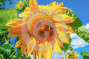 Yellow sunflower growing in summer field with pollen honey bee and bumblebee by blue sky, sunny light day