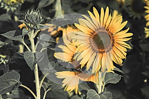 The yellow sunflower had many petals stacked in layers