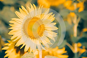 The yellow sunflower had many petals stacked in layers