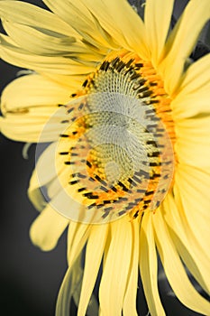 The yellow sunflower had many petals stacked in layers