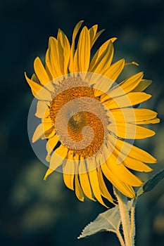 The yellow sunflower had many petals stacked in layers