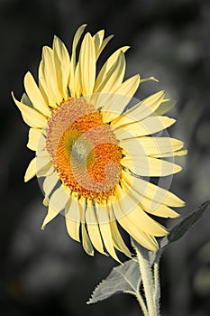 The yellow sunflower had many petals stacked in layers