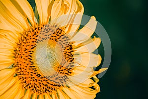 The yellow sunflower had many petals stacked in layers