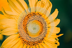 The yellow sunflower had many petals stacked in layers