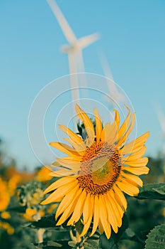 The yellow sunflower had many petals stacked in layers