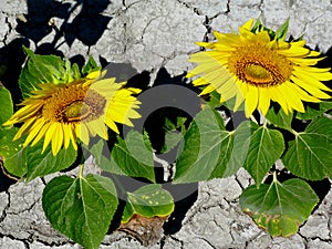 Yellow sunflower heads with scorched soil background in bright summer sunlight