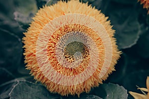 Yellow sunflower helianthus annuus close-up