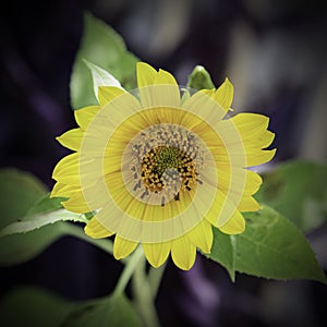Yellow Sunflower Helianthus in Sunlight