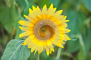 Yellow Sunflower and Honey Bee