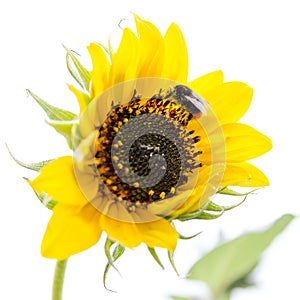 Yellow sunflower isolated on a white background