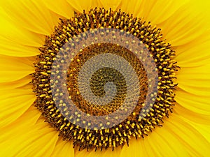 Yellow sunflower isolated on a white background