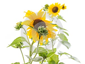 Yellow sunflower isolated on a white background