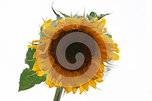 Yellow Sunflower Isolated on White Background