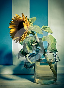 Yellow sunflower in jar