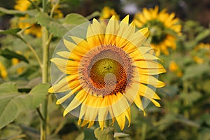 Yellow sunflower with leaves close-up photo. Beautiful sunflower on a sunny day. Sunflower blooming in the sunshine close-up photo
