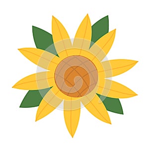 Yellow Sunflower with leaves in full blooming. Botanical Vector flat illustration.