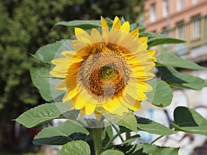 Yellow Sunflower and Leaves with Urban Apartment Background