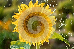 Yellow sunflower with a lot of water droplets.