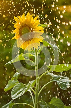 Yellow sunflower with a lot of water droplets.