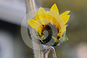 Yellow Sunflower Opening