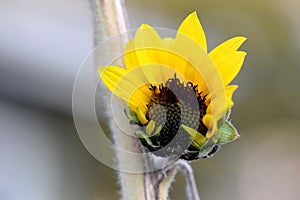 Yellow Sunflower Opening 02