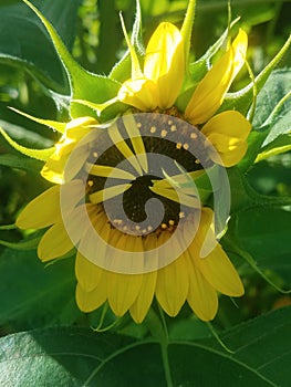 Yellow Sunflower Opening in garden