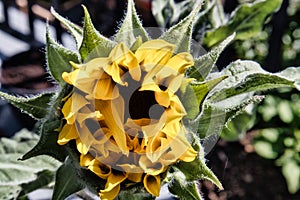 Yellow Sunflower Opening