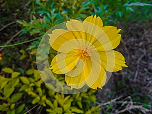 Yellow sunflower in the park awesome beauty Ã°Å¸ÅÂ»Ã°Å¸ÅÂ»