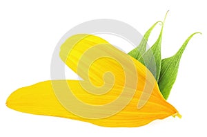 Yellow sunflower petals and green leaves of sunflower isolated on white background