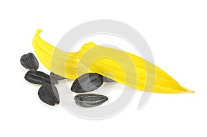 Yellow sunflower petals and seeds of sunflower isolated on white background