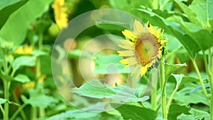 Yellow Sunflower Plantation Footage High Definition