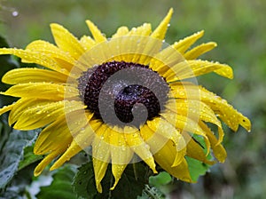 Yellow Sunflower with Raindrops