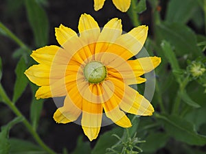 Yellow Sunflower Species In Bloom