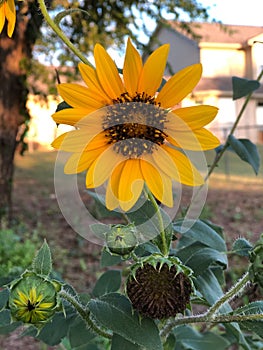 Yellow sunflower in the summer