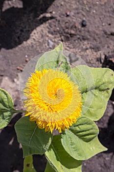 Yellow sunflower. Summer sunny day