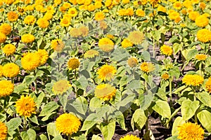 Yellow sunflower. Summer sunny day