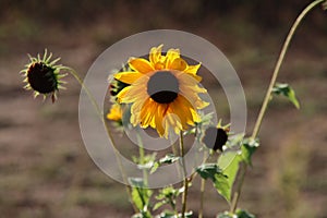 Yellow sunflower in the sun at wild flower bed in the netherlands