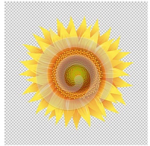 Yellow Sunflower With Transparent Background