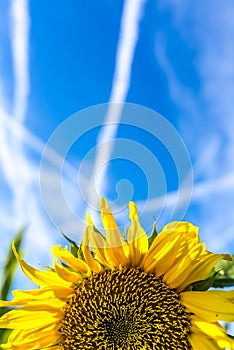 Yellow sunflower under a blue sky with contrails